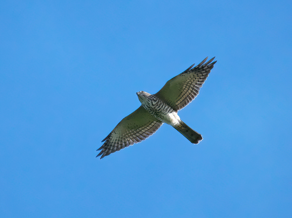 アカハラダカ幼鳥（撮影：簗川）